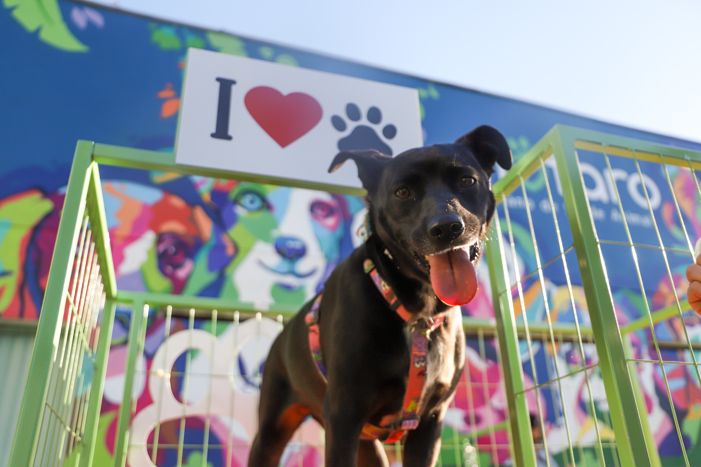 DC Shopping realiza ação com pets neste sábado