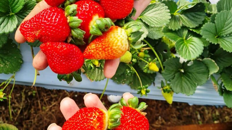 Censo do morango destaca qualidade da fruta produzida no Vale do Caí