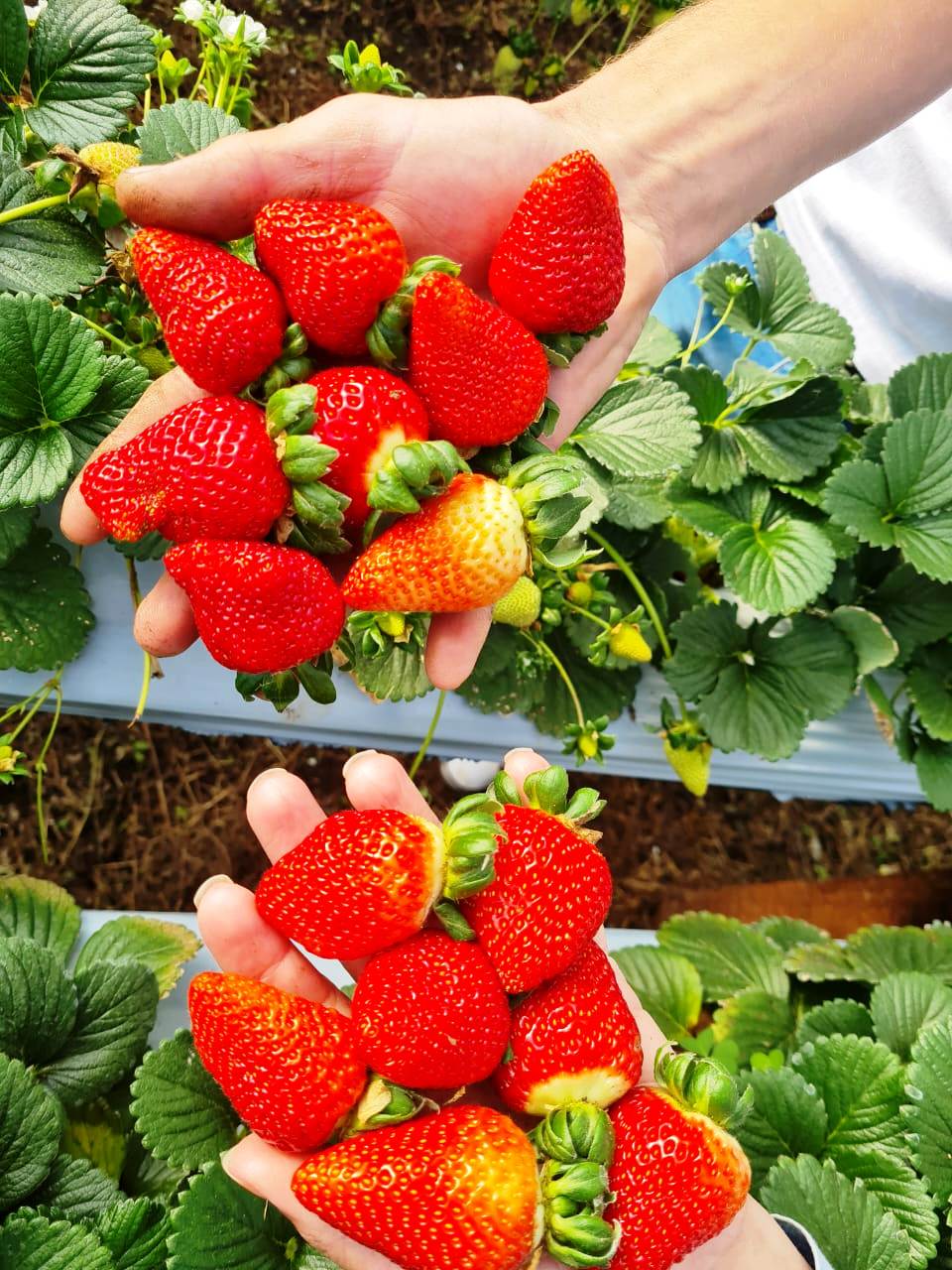 Censo do morango destaca qualidade da fruta produzida no Vale do Caí