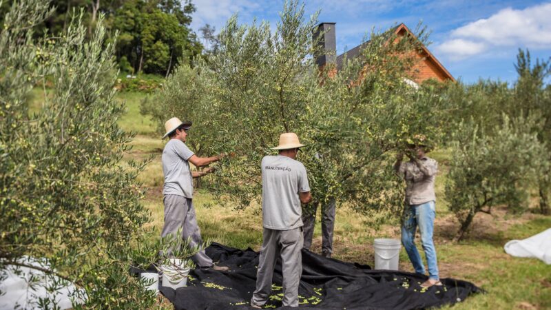 Olivas de Gramado realiza colheita da safra 2023