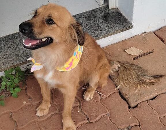 Dia Mundial dos Animais de Rua: Grupo Pereira adota cães abandonados nas lojas de suas bandeiras