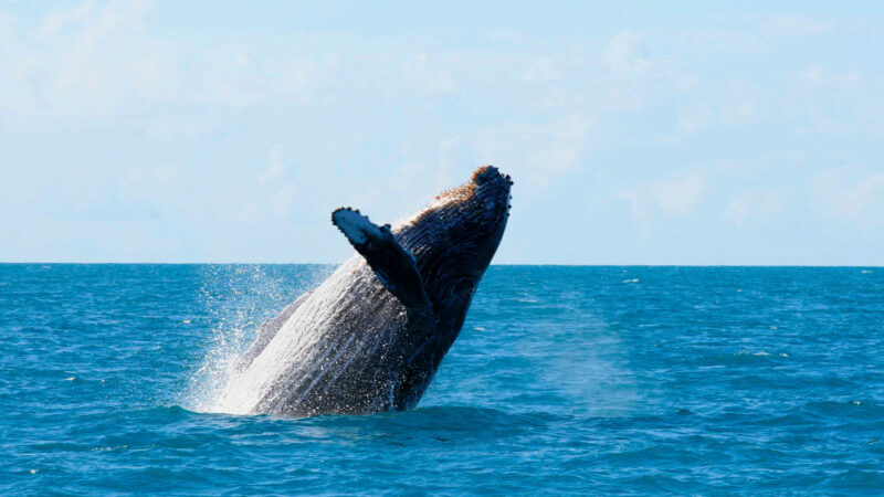 Temporada das jubartes: onde ver baleias de perto nesta no Brasil