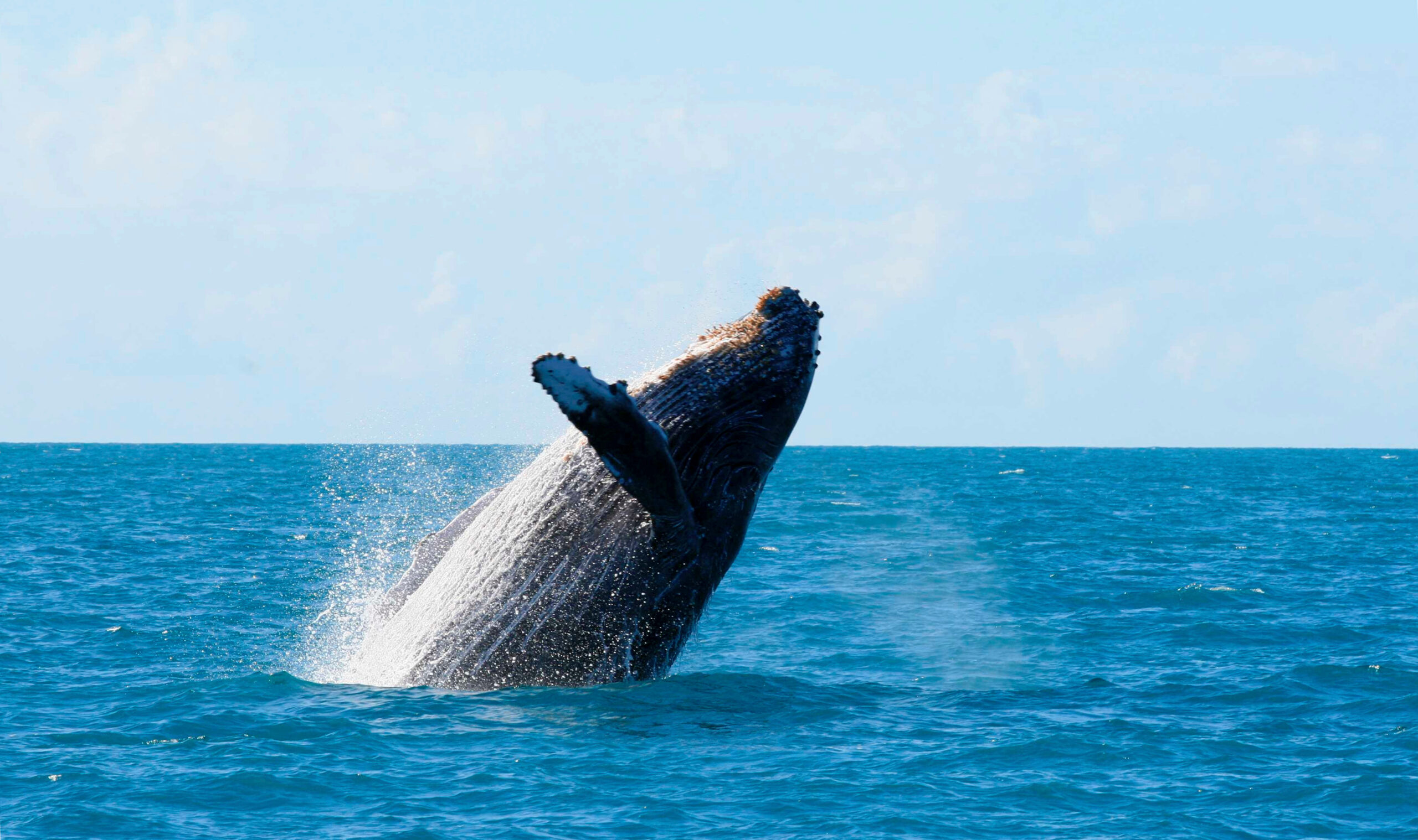 Temporada das jubartes: onde ver baleias de perto nesta no Brasil