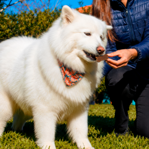 Florybal estreia no universo pet com petisco “sabor chocolate” para cães