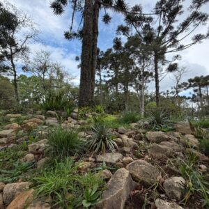 Além da cascata, através do Jardim das Endêmicas, Parque do Caracol guarda duas espécies únicas de bromélias no mundo